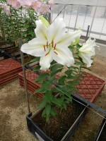 [5520 PO20 OT WIT 11-41-29 No01.JPG]